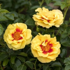 Orienta AYLIN (ground cover)